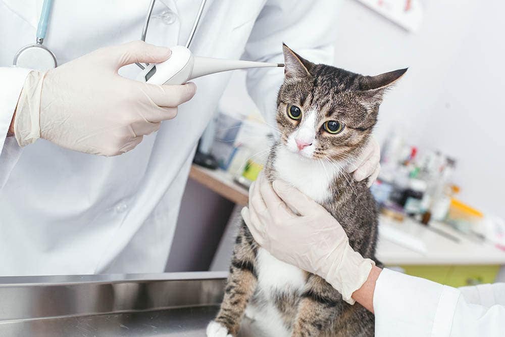 vet checking cat's temperature