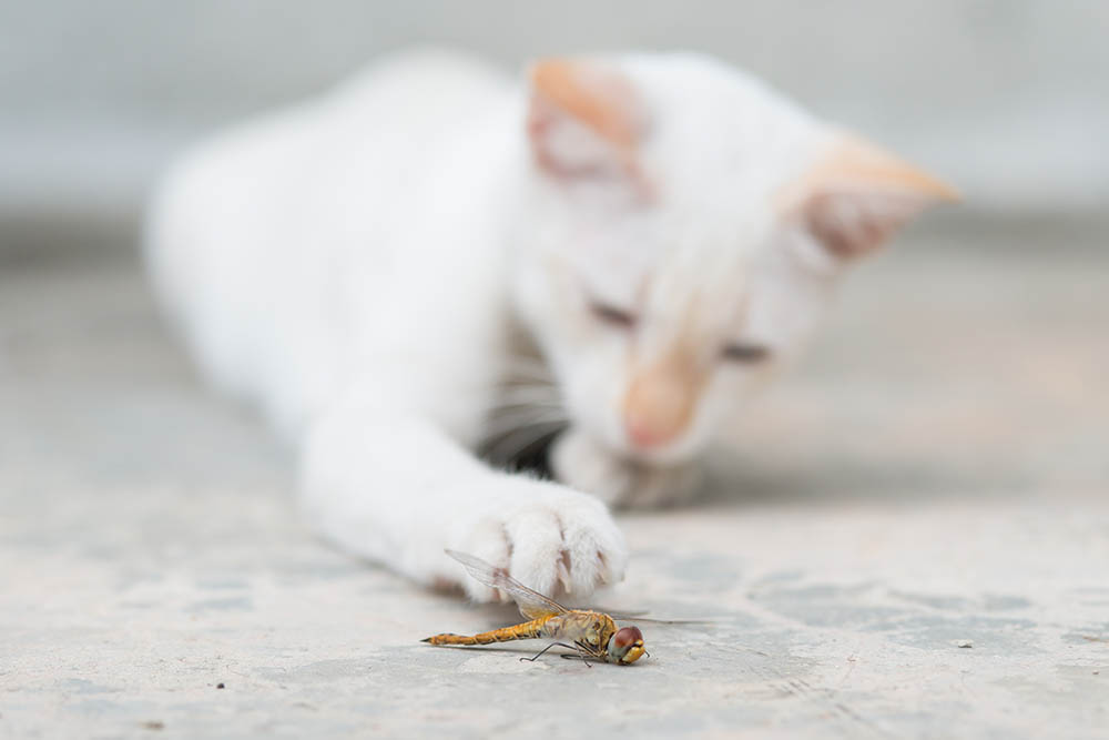 White cat and dragonfly