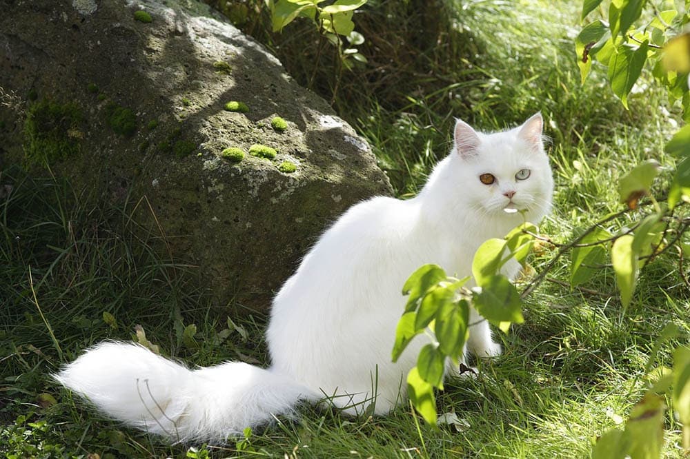white european shorthair cat