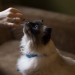 woman hang giving treat to a cat