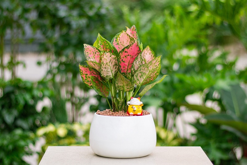 Aglaonema plant