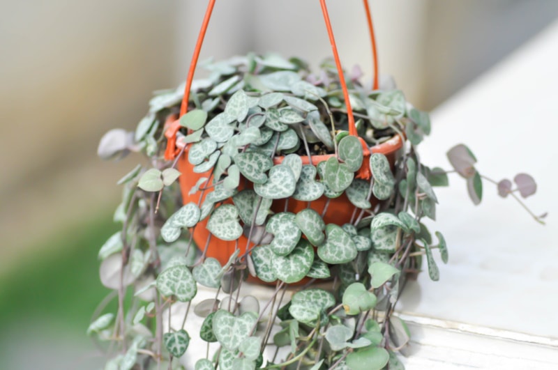 Azalea hanging from a small pot