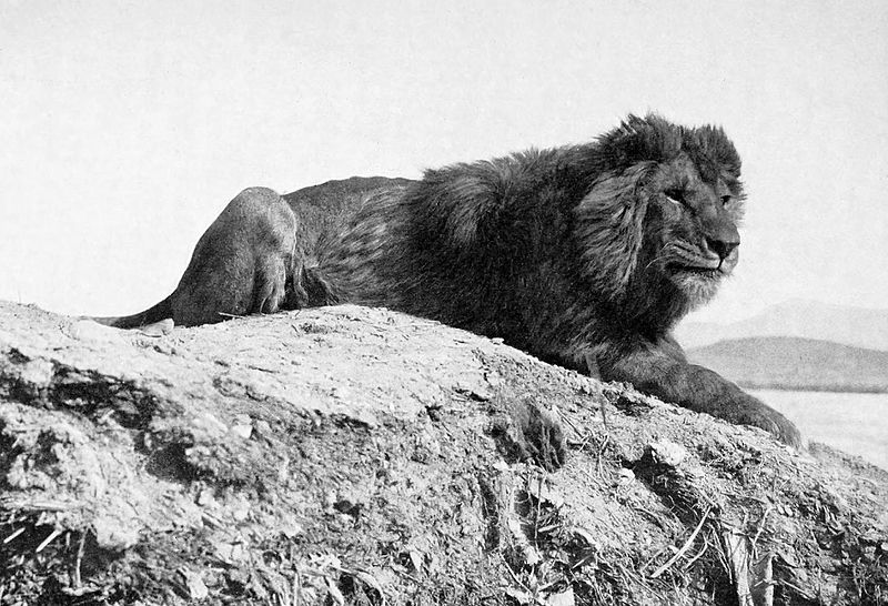 Barbary lion in old black and white photo