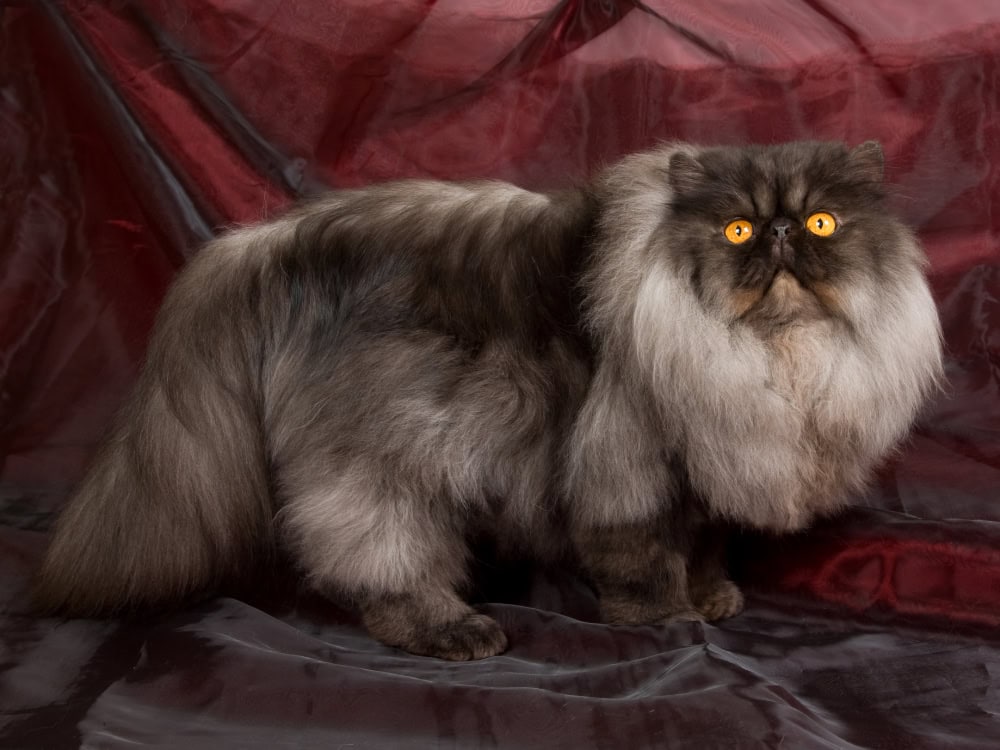 Black Smoke Persian Cat standing looking up