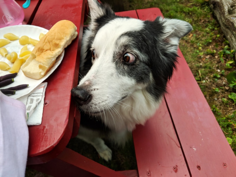 Black and white dog about to steal a sandwich