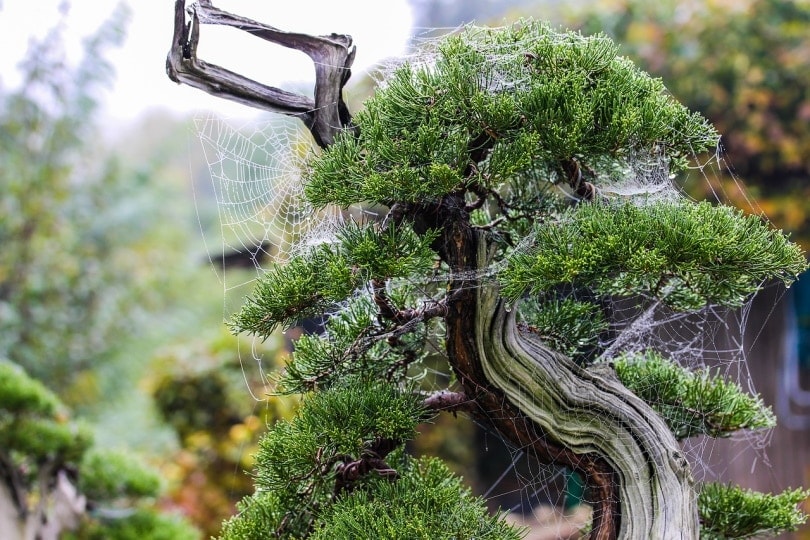 Bonsai Juniper tree