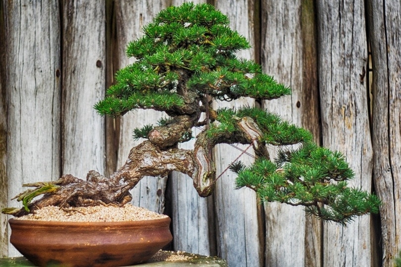 Bonsia tree in a shallow vase