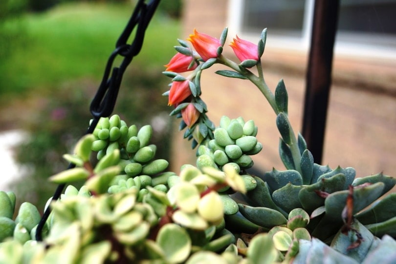 Burrow's Tail succulent in a hanging vase