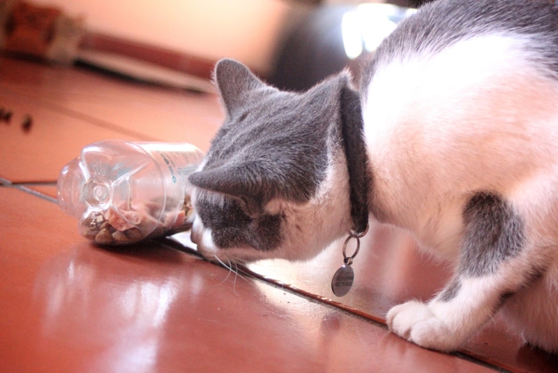 Cat eating food from puzzle bottle