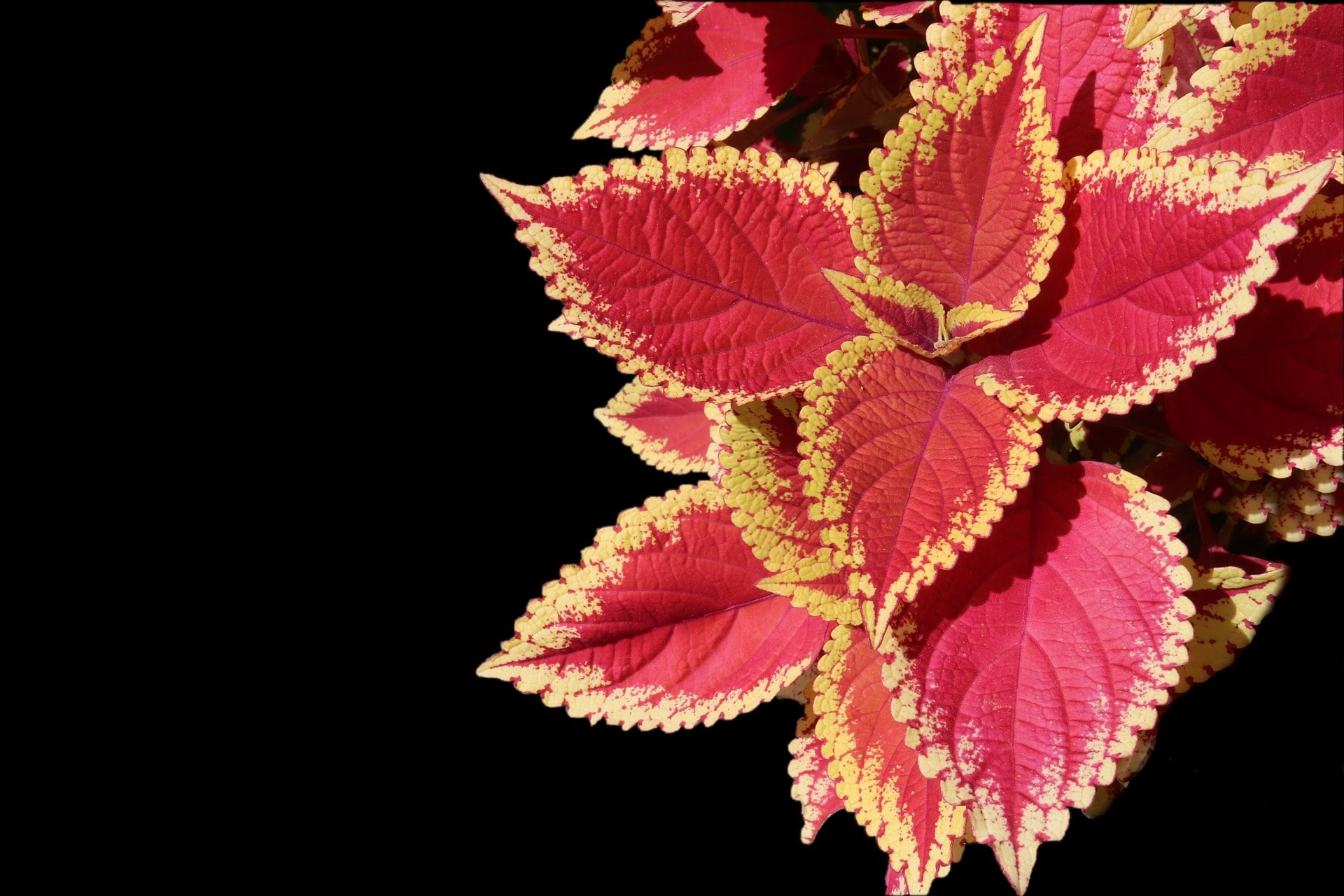 Coleus red
