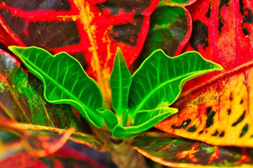 Croton plant close up