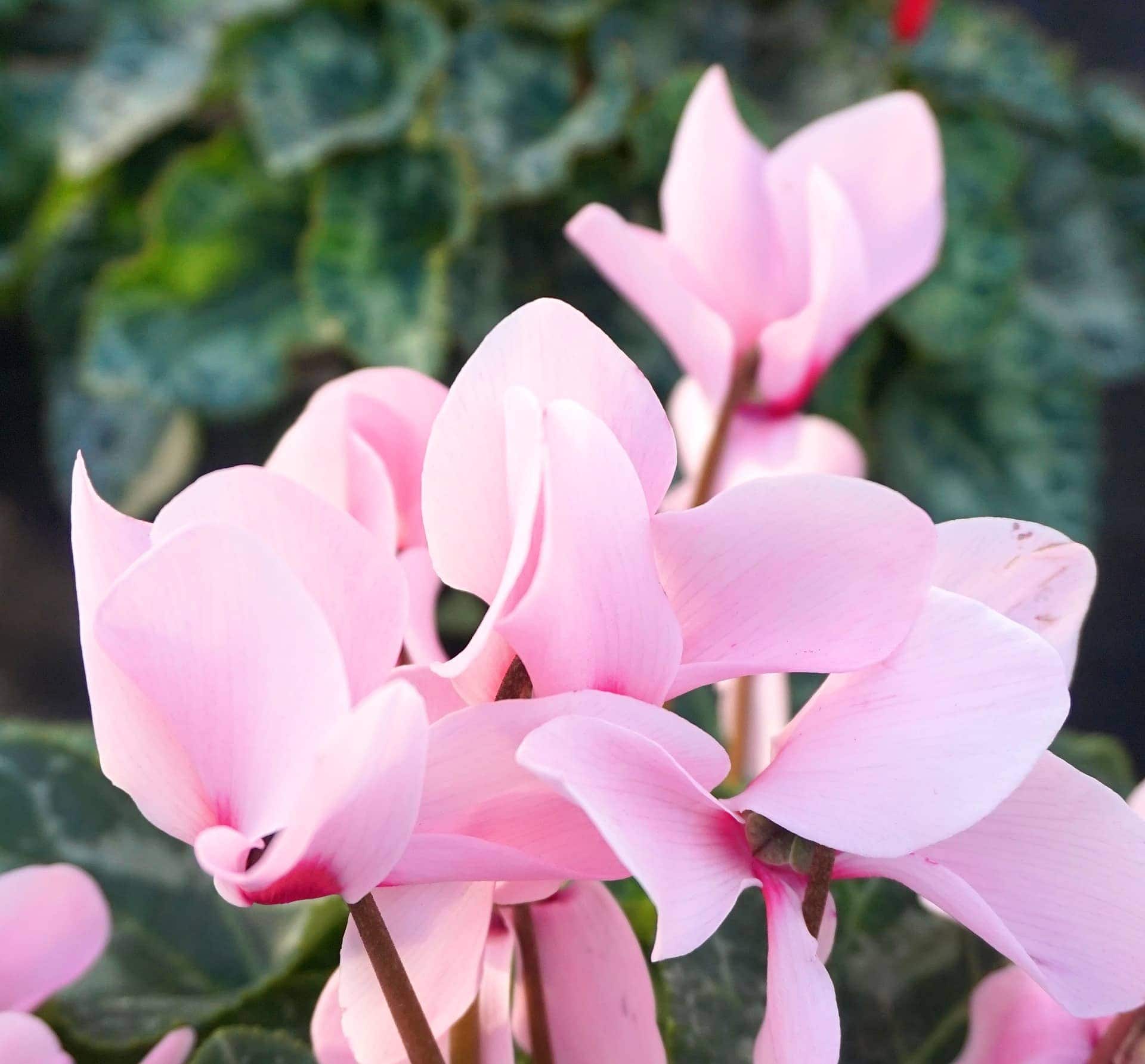 Cyclamens Butterfly Flower Shape