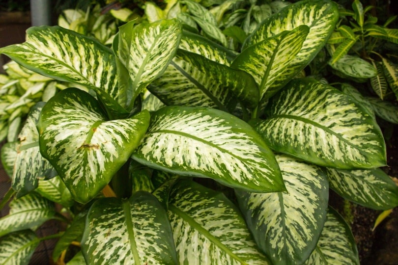 Dieffenbachia plant