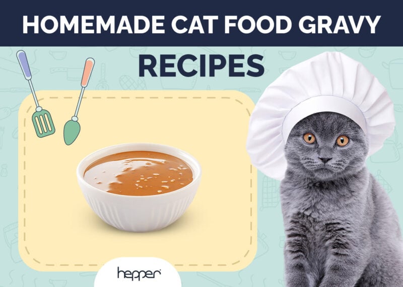 Homemade Cat Food Gravy Recipes
