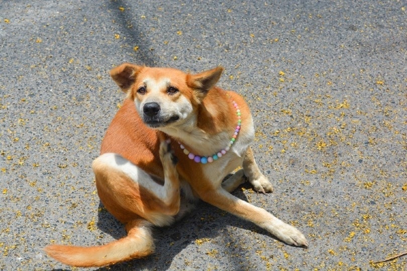 Mongrel dog scratching
