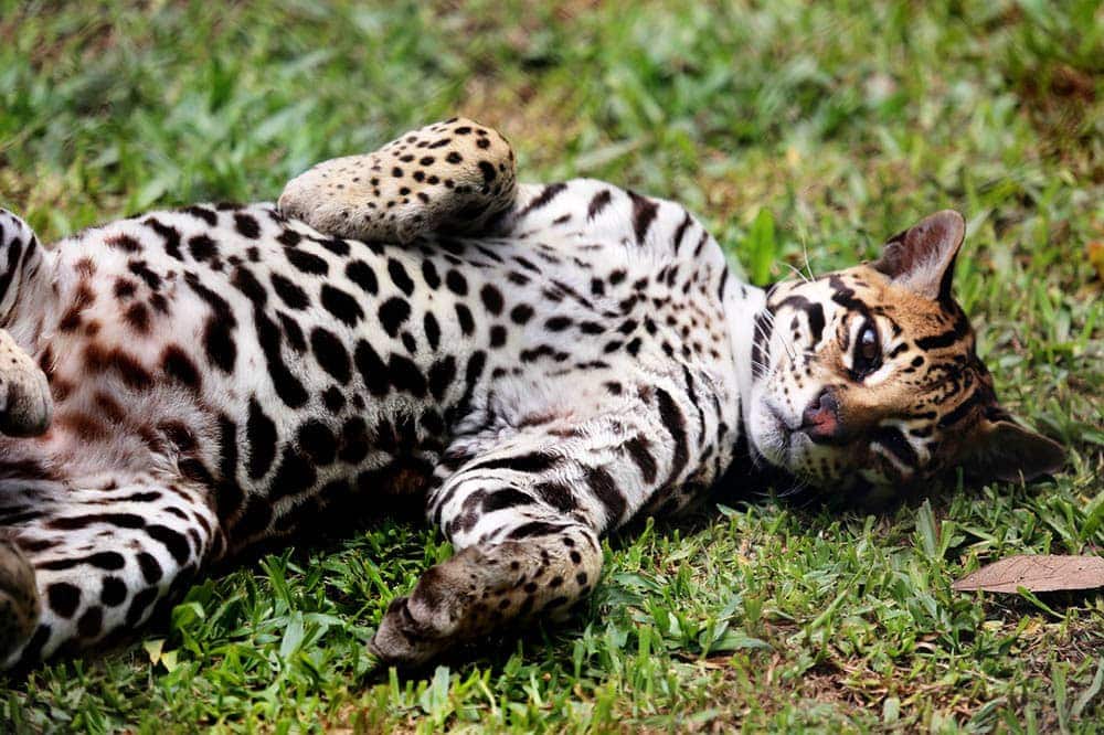 Ocelot lying on the grass