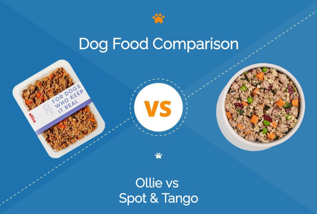 Ollie-vs-Spot-Tango