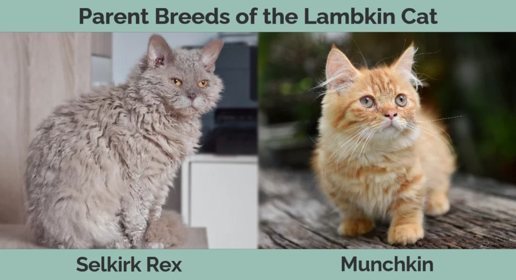 Parent breeds of the Lambkin Cat