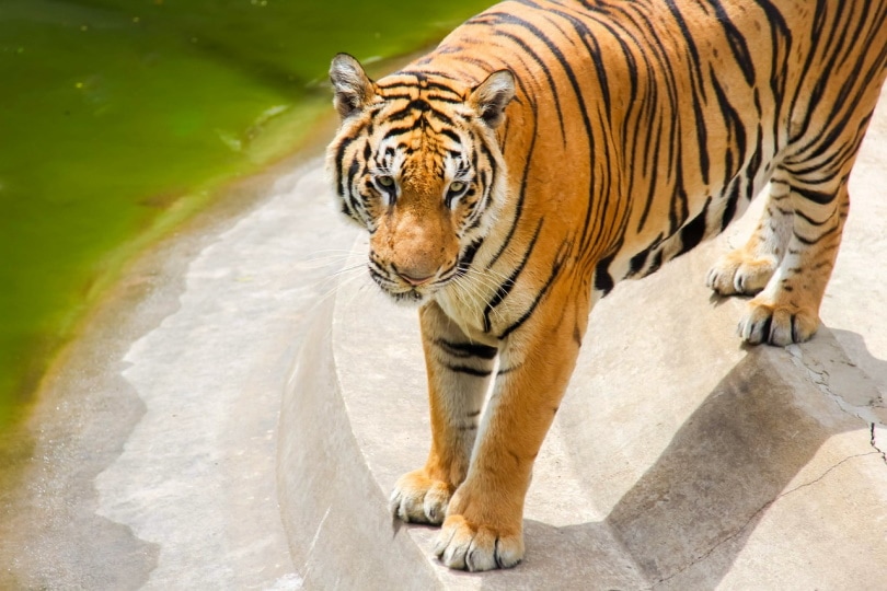 South China Tiger portrait