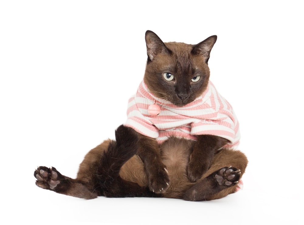 Suphalak cat breed on white background