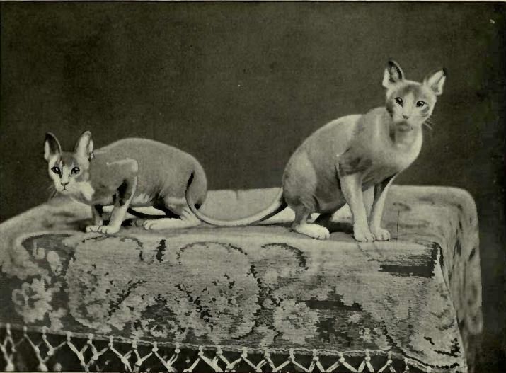 Two Mexican hairless cats on a table
