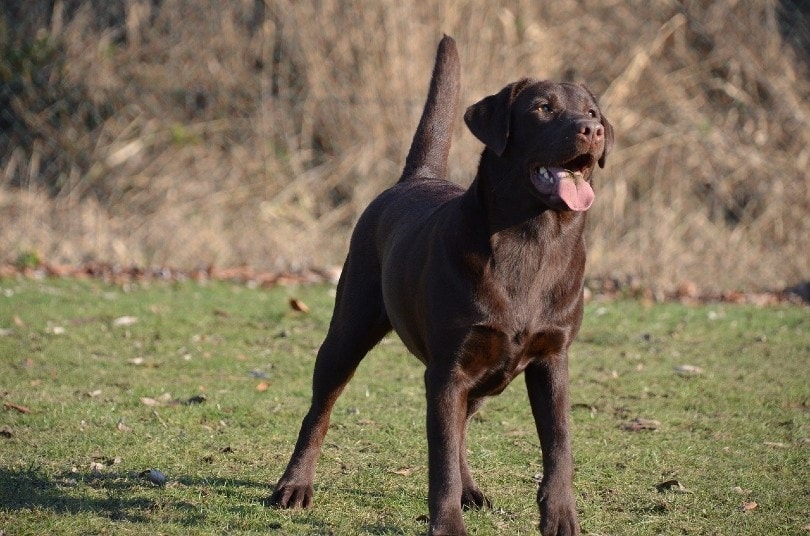 a Labrador Retriever dog standing outdoor