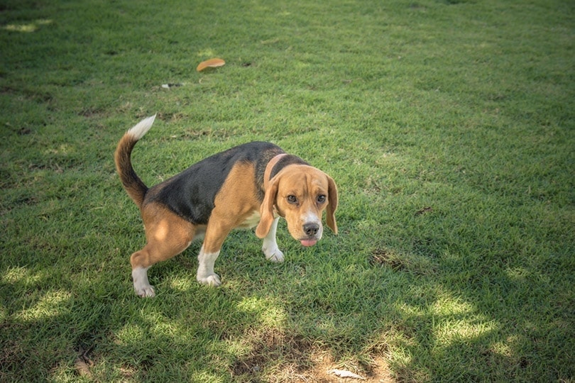 a beagle peeing on grass