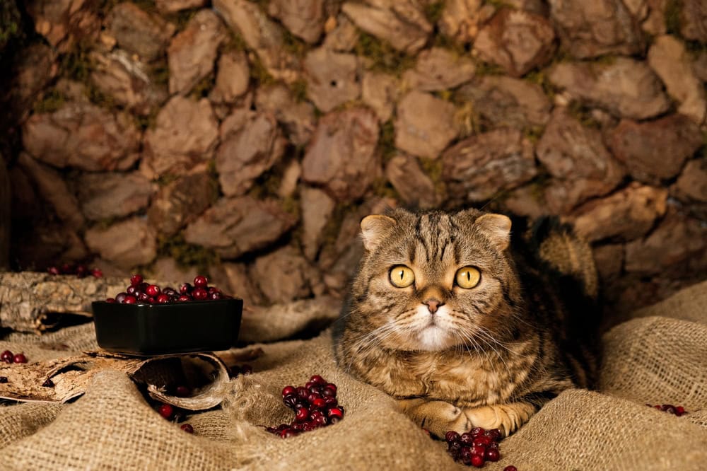 a cat with cranberries