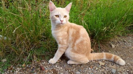 16 Skinny Cat Breeds (With Info & Pictures) | Hepper Pet Resources