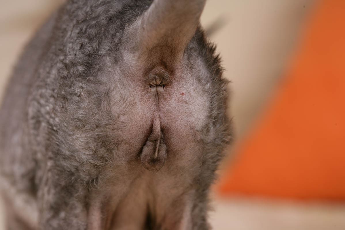 anus of a female cat