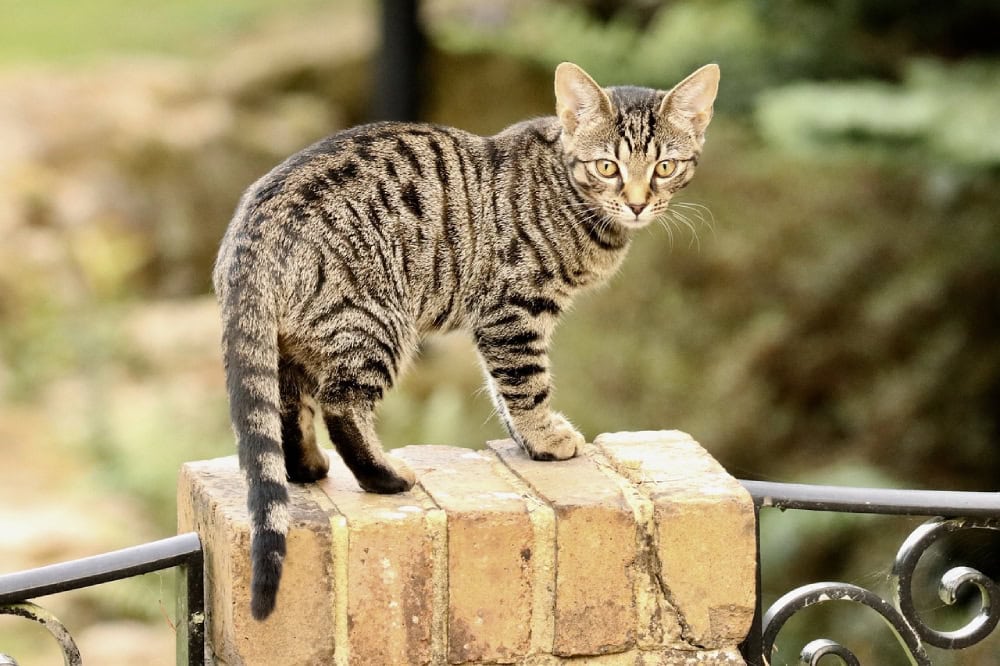 bengal kitten outdoors