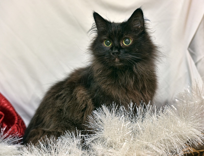 black fluffy chantilly tiffany cat with yellow eyes