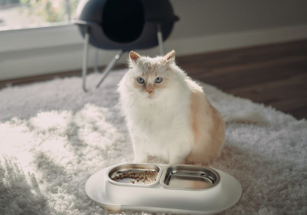 blue eyed himalayan persian cat hepper nom nom bowl