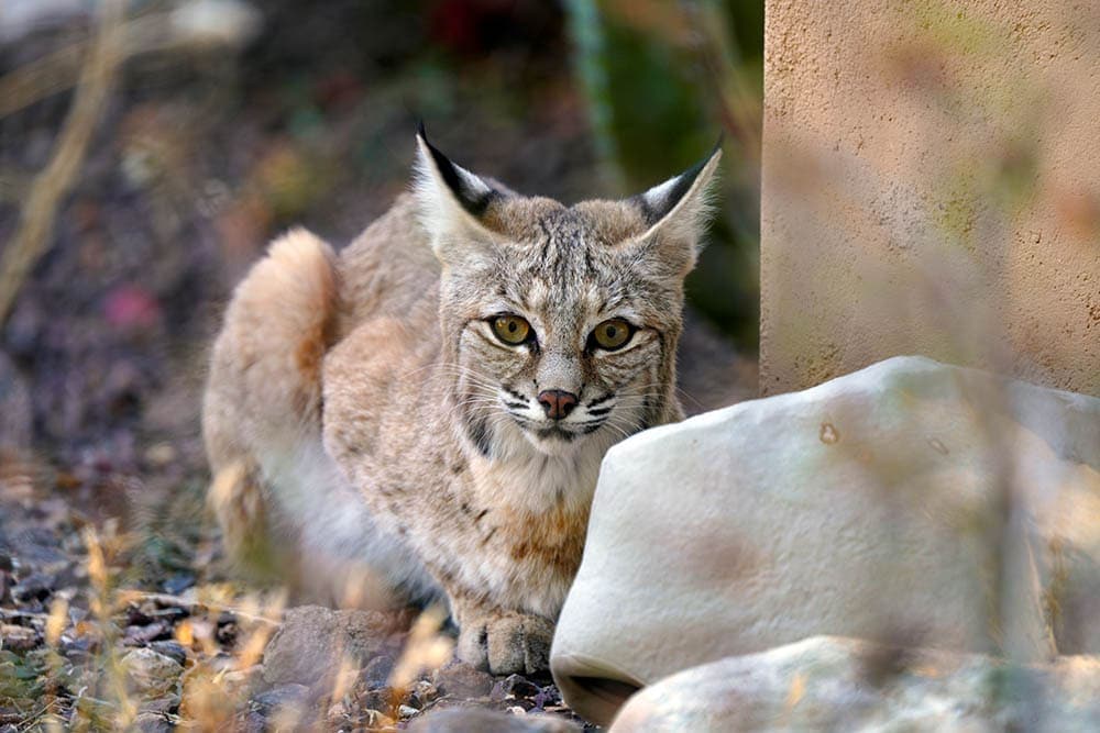Bobcat hunting in Arizona