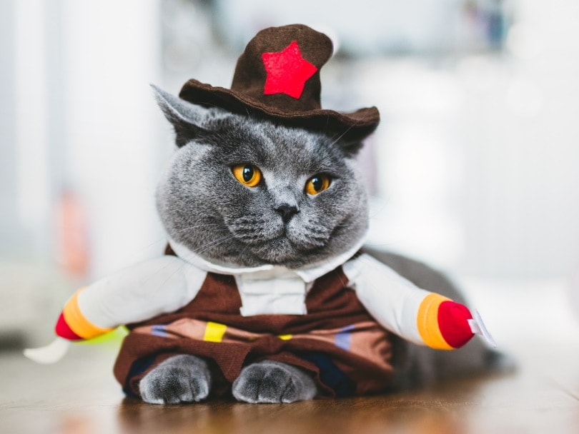 british shorthair cat wearing costume