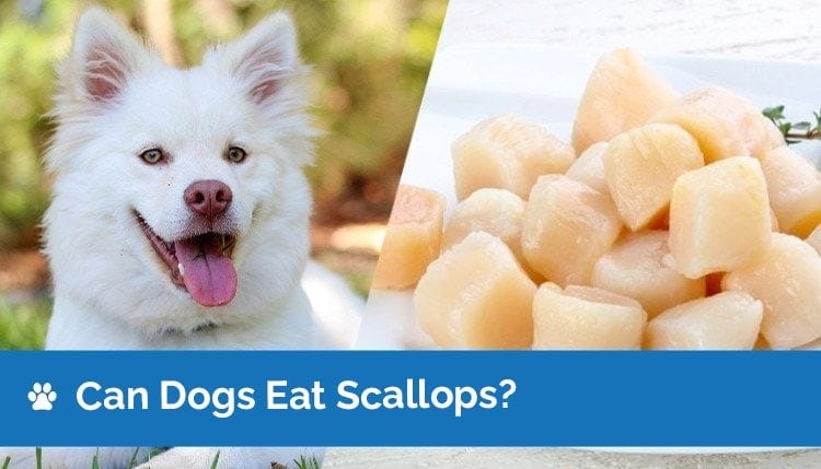 can dogs eat scallops