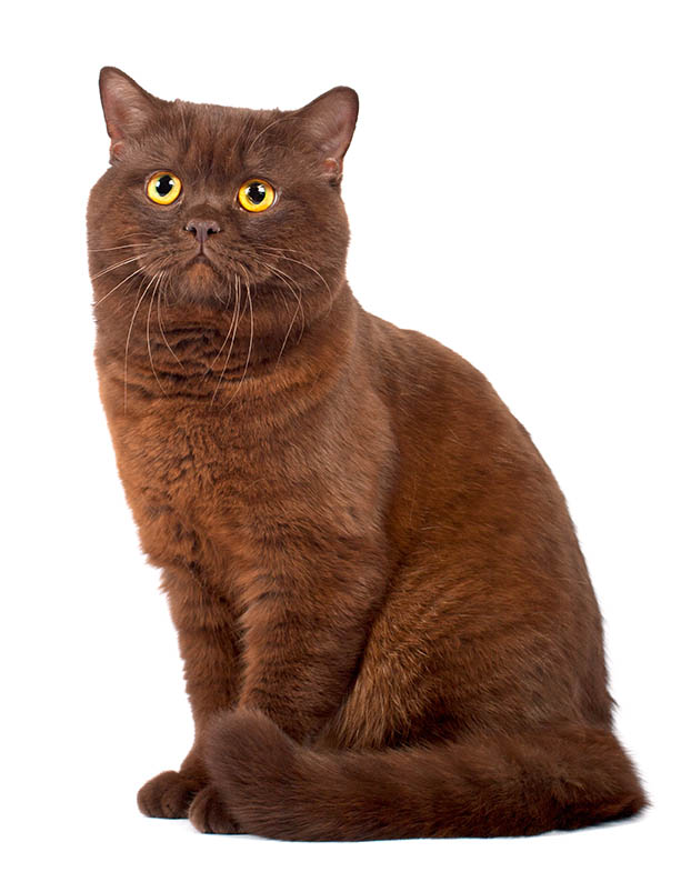 chocolate brown Scottish fold cat