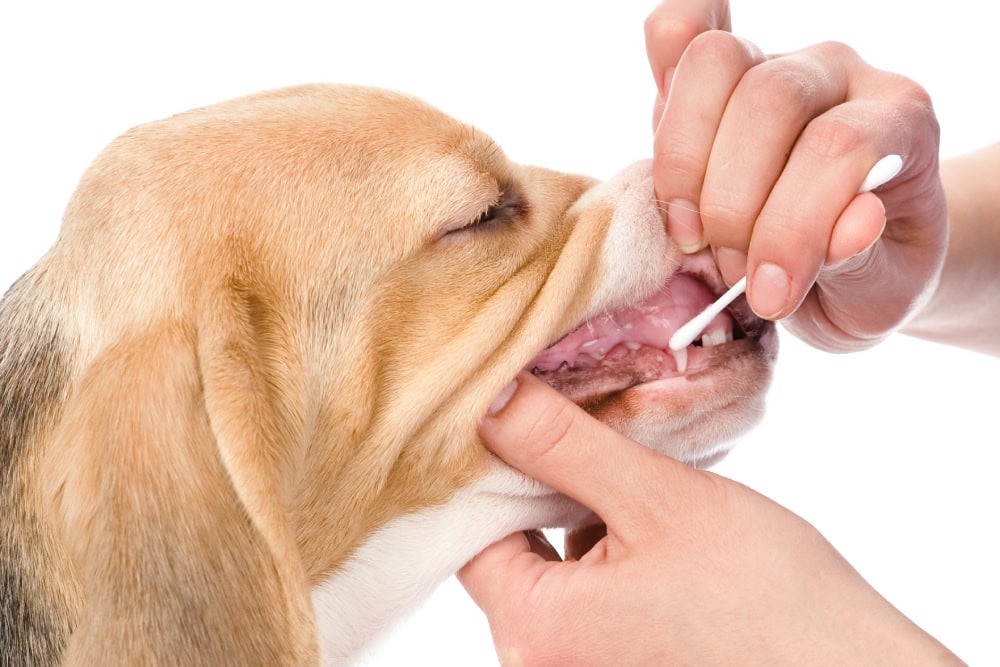 dog getting teeth examined by vet or getting dna sample