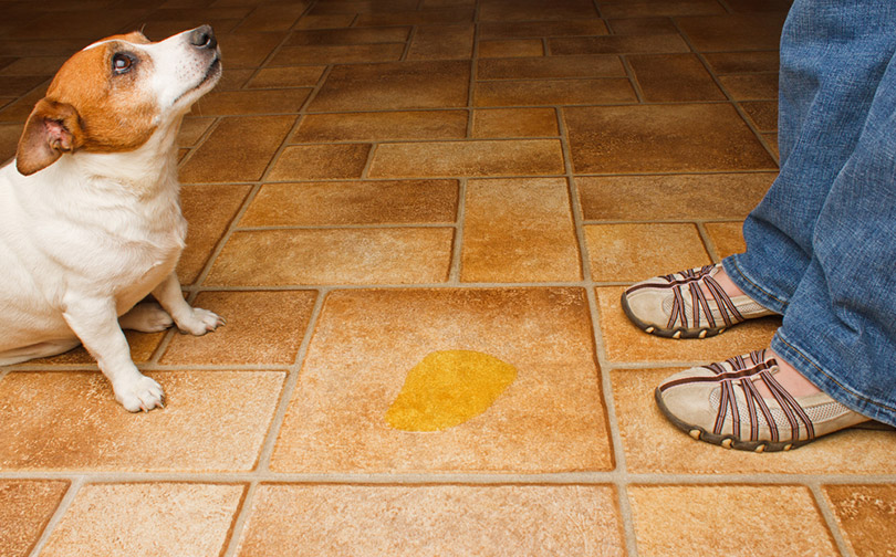 dog near a puddle of pee looking at the owner