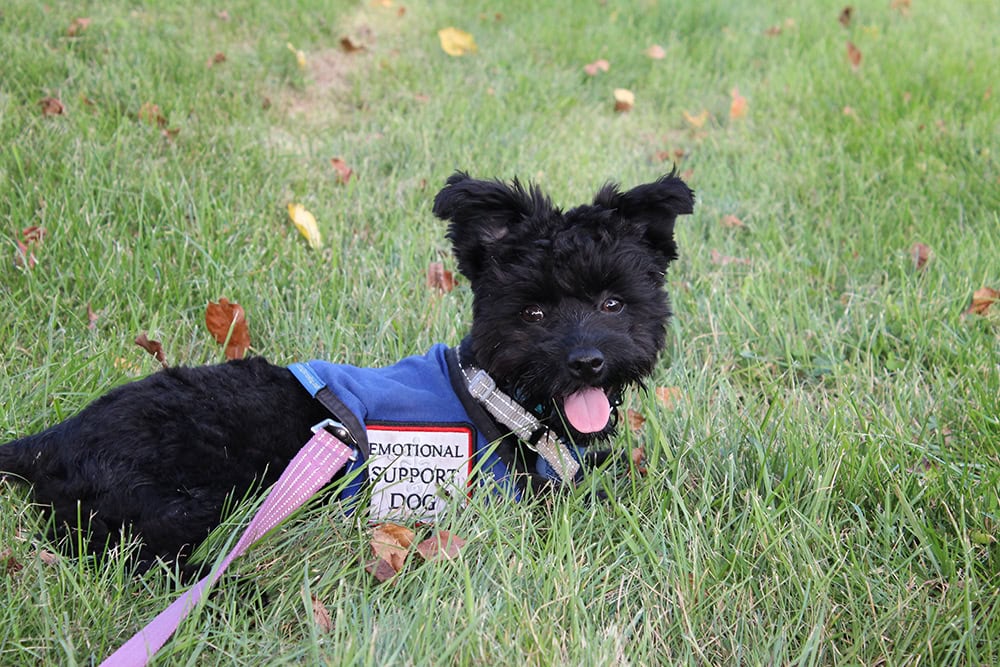 emotional support dog lying on the grass