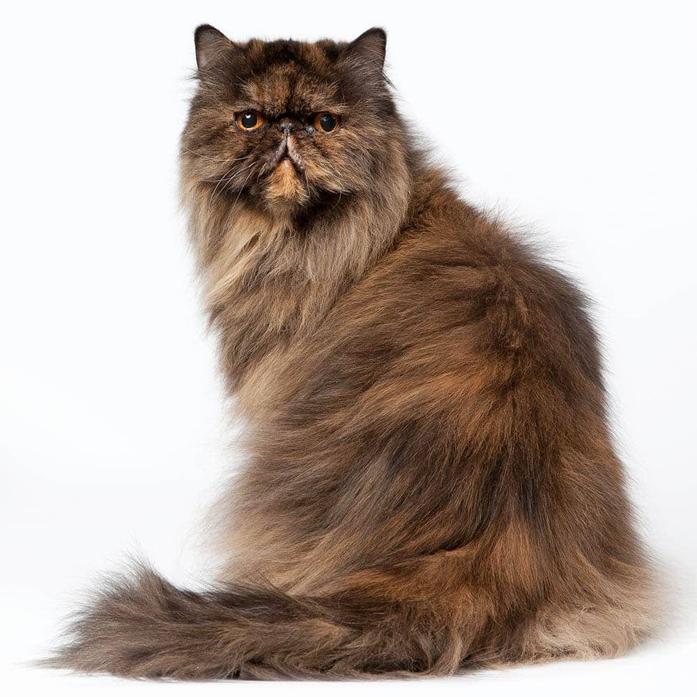female brown tortoise persian cat