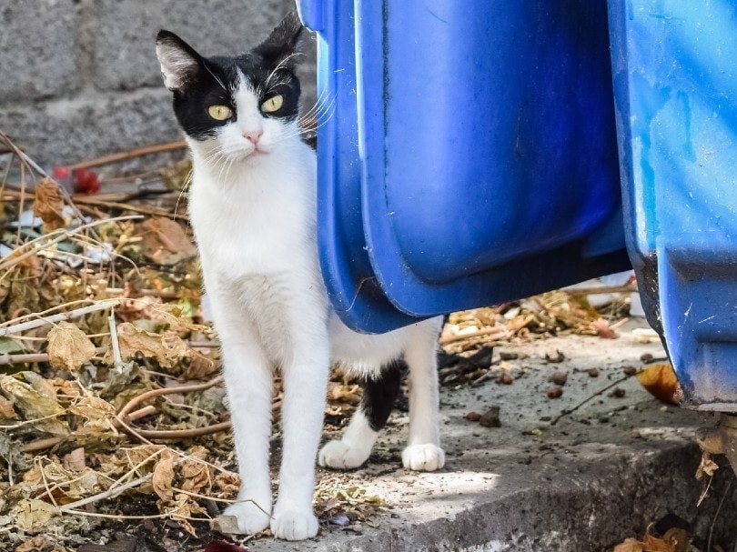 feral cat hiding from human