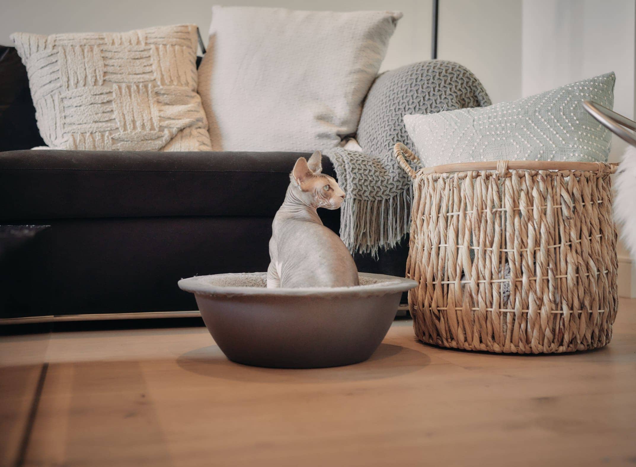 hepper nest bed living room hairless cat