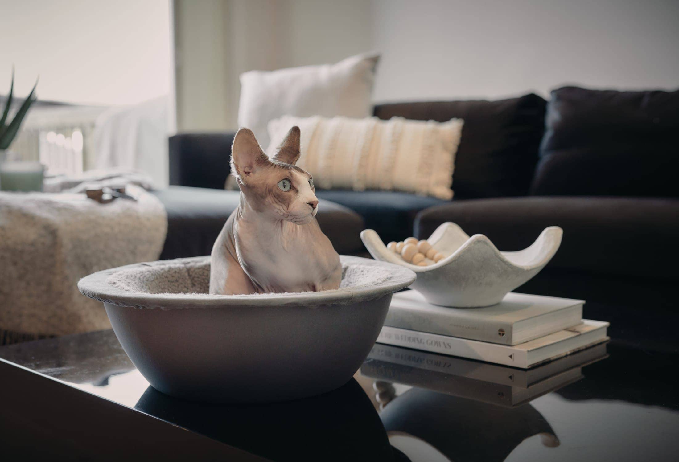 hepper nest bed on table sphynx cat