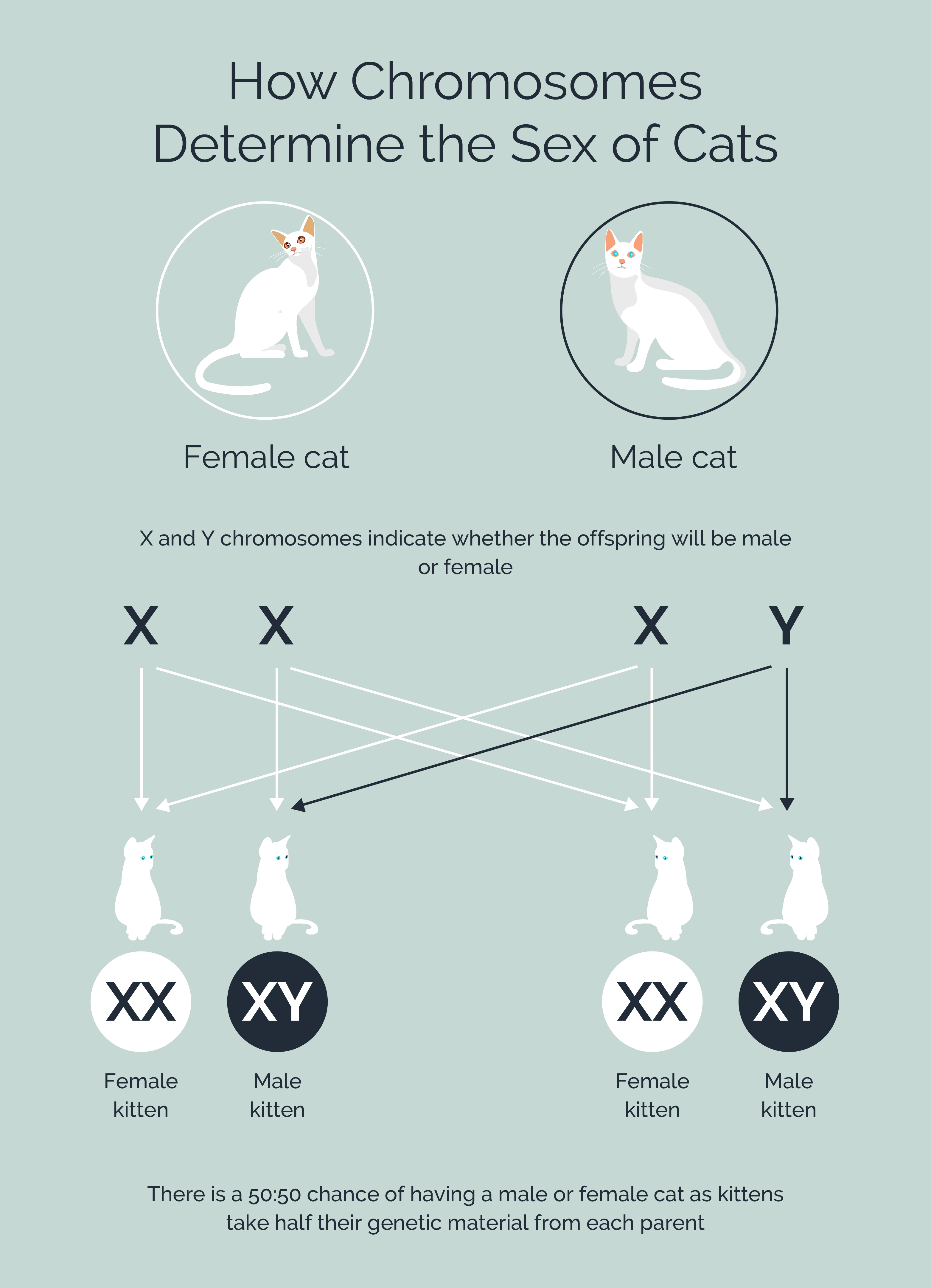 cat chromosomes