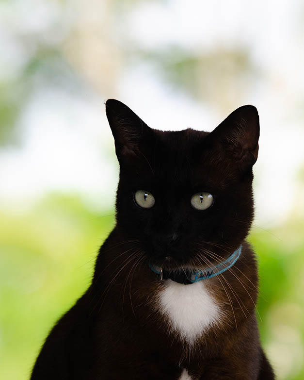 korn ja cat close up