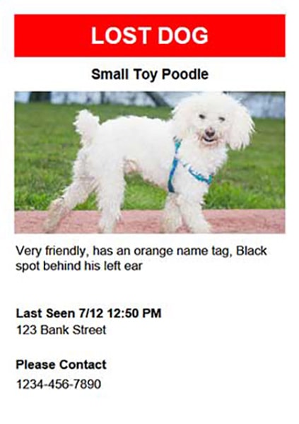 Lost & Found Pet Poster Template