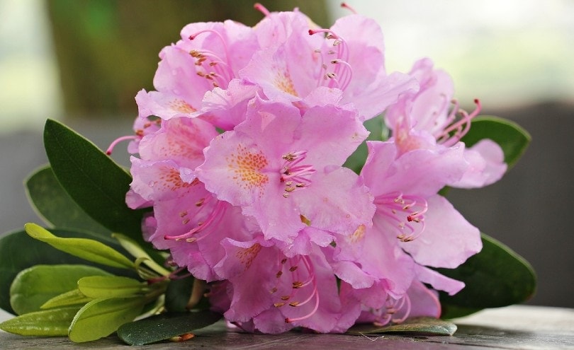 pink azaleas