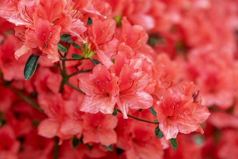 red azaleas
