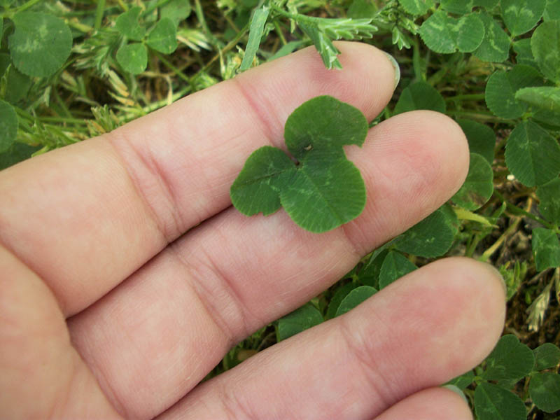 shamrock plant